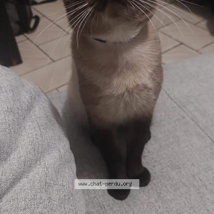 Foto 1/1 Muchmuch Chat perdido en Perenchies