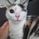 Foto del gato perdido en Lambersart