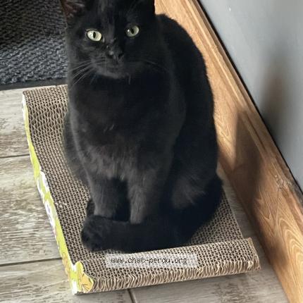 Foto 1/1 Blacky Chat perdido en Villaudric