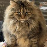 Foto del gato perdido en Saint Clement De Riviere