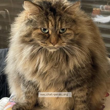 Foto 1/1 Iris Chat perdido en Saint clement de riviere