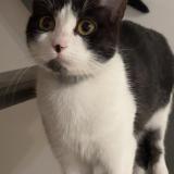 Foto del gato perdido en Provins