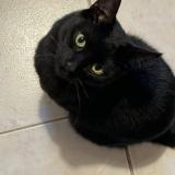 Foto del gato perdido en Saint Maur Des Fosses