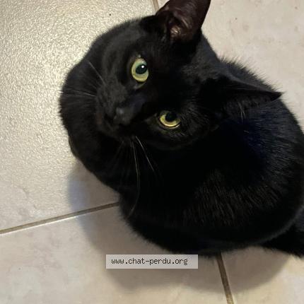 Foto 1/1 Stiko Chat perdido en Saint maur des fosses