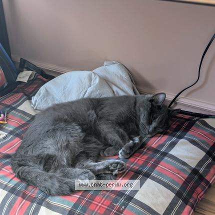 Foto 1/1 Clara Arnaudin Chat perdido en Saint jean sur richelieu