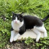 Foto del gato perdido en Bournainville Faverolles