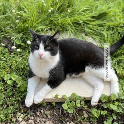 Foto 2/4 Felix Chat perdido en Bournainville faverolles