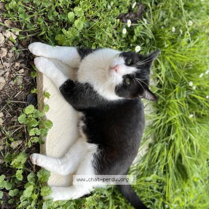 Foto 3/4 Felix Chat perdido en Bournainville faverolles