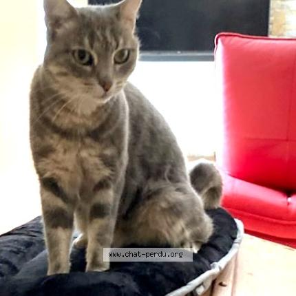 Foto 1/1 Myrtille Chat perdido en Le beausset