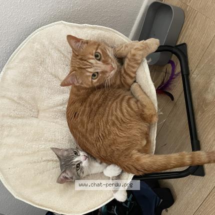 Foto 1/1 Kuma Chat perdido en Le monastere