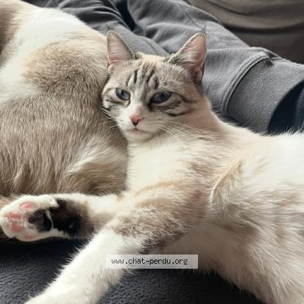 Foto 1/1 Kira Chat perdido en Bonneville