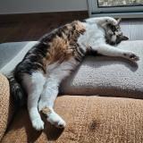 Foto del gato perdido en Canteloup