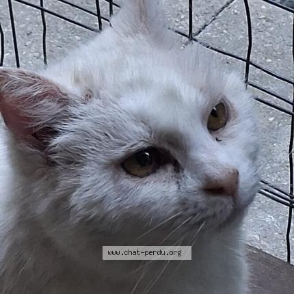 Foto 1/1 Gato encontrado Encontrado en St pierre la palud