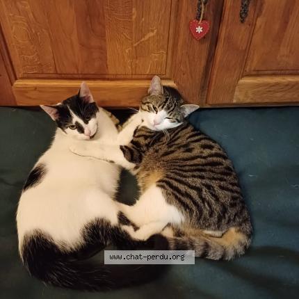 Foto 1/1 Socrate Chat perdido en Stonne