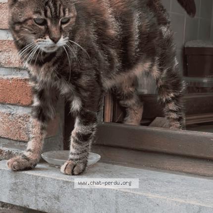 Foto 2/3 Toutoune Chat perdido en Silly thoricourt