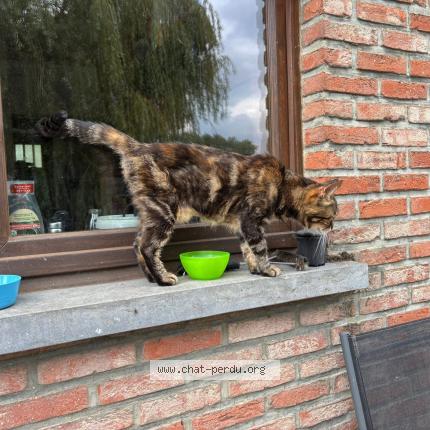 Foto 3/3 Toutoune Chat perdido en Silly thoricourt