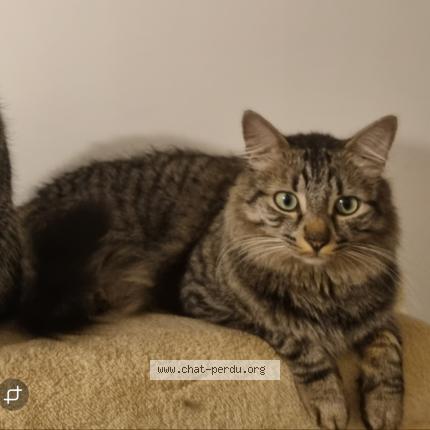 Foto 1/1 Kovu Chat perdido en Saint palais