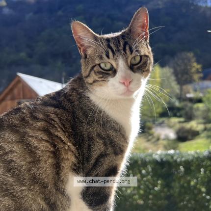 Foto 1/1 Sunny Chat perdido en Montpellier