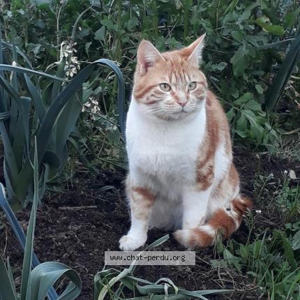 Foto 1/1 Rourou Chat perdido en Lannemezan