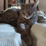 Foto del gato perdido en Chatonnay