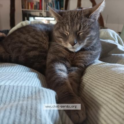 Foto 1/1 Djidji Chat perdido en Chatonnay