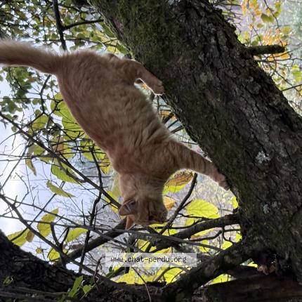 Foto 1/1 Locky Chat perdido en Romans sur isere