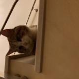 Foto de gato encontrado en La Rochelle