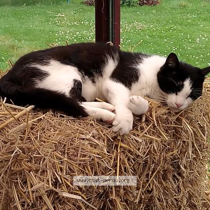 Foto 1/1 F&eacute;lix Chat perdido en Anzin