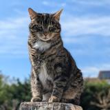Foto del gato perdido en Saint Nazaire Les Eymes