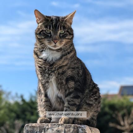 Foto 1/1 Pusheen Chat perdido en Saint nazaire les eymes