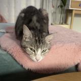 Foto del gato perdido en Henin Beaumont