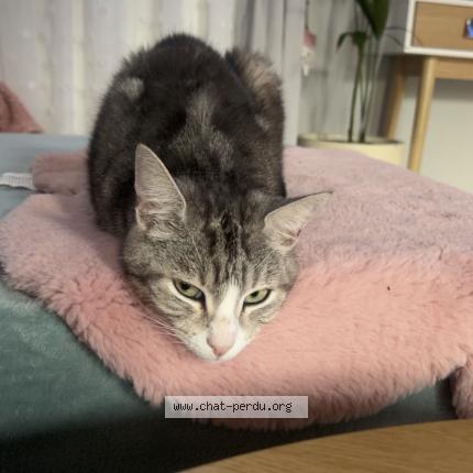 Foto 1/1 Yoko Chat perdido en Henin beaumont