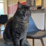 Foto del gato perdido en Bouaye