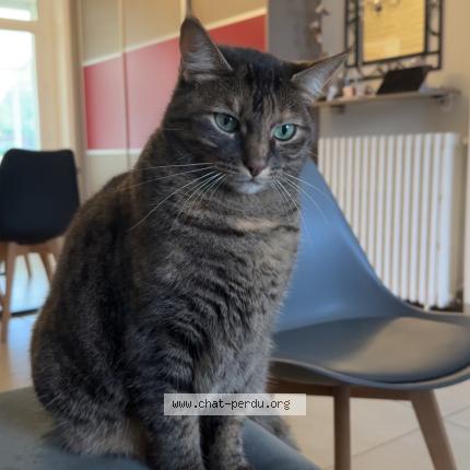 Foto 1/1 Tixie Chat perdido en Bouaye