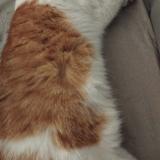 Foto del gato perdido en Coublevie