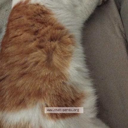 Foto 1/1 Camel Chat perdido en Coublevie