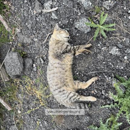 Foto 1/1 Gato encontrado Encontrado en Sonnaz