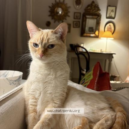 Foto 1/1 Gato encontrado Perdido en Lyon