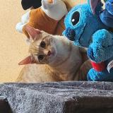 Foto del gato perdido en Frasne Le Chateau