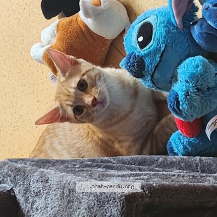 Foto 1/1 Gato encontrado Perdido en Frasne le chateau