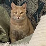 Foto del gato perdido en Villeneuve Les Avignon