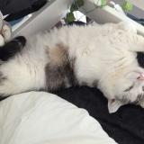 Foto del gato perdido en Valence