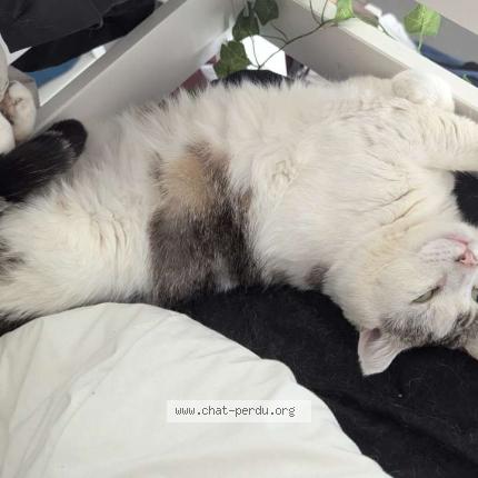 Foto 1/1 Neige Chat perdido en Valence