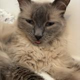 Foto del gato perdido en Nousty