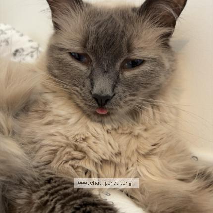 Foto 1/1 Sisu Chat perdido en Nousty