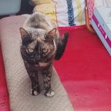 Foto del gato perdido en Charvieu Chavagneux