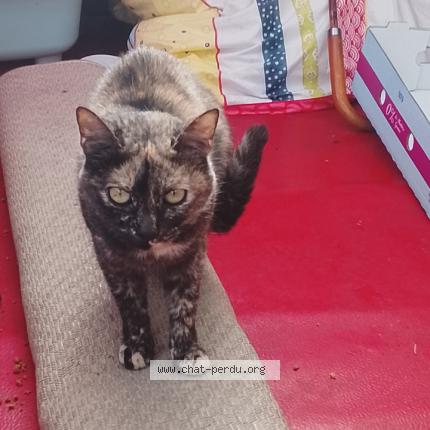 Foto 1/1 Kitty Chat perdido en Charvieu chavagneux