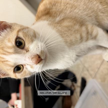 Foto 1/1 Gato encontrado Encontrado en Tourcoing