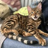 Foto del gato perdido en Argenteuil