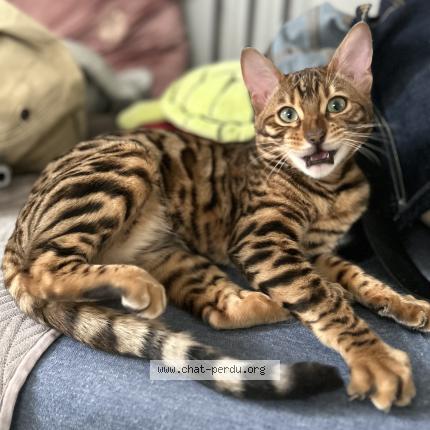 Foto 1/1 Ocelo Chat perdido en Argenteuil